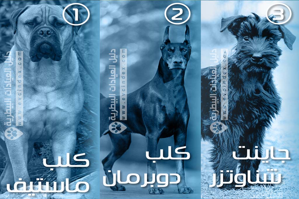 افضل 7 انواع كلاب الحراسة بالصور والفيديو شراسة قاتلة دليل العيادات البيطرية دكتور بيطري بين يديك