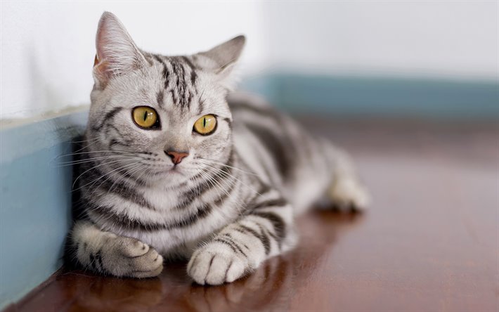 القط الامريكي قصير الشعر American Shorthair دليل العيادات البيطرية دكتور بيطري بين يديك