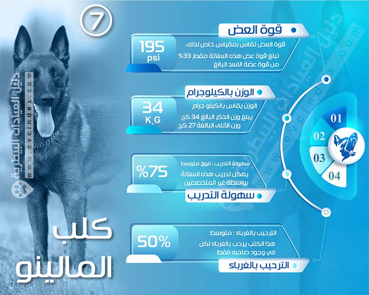 افضل 7 انواع كلاب الحراسة بالصور والفيديو شراسة قاتلة دليل العيادات البيطرية دكتور بيطري بين يديك