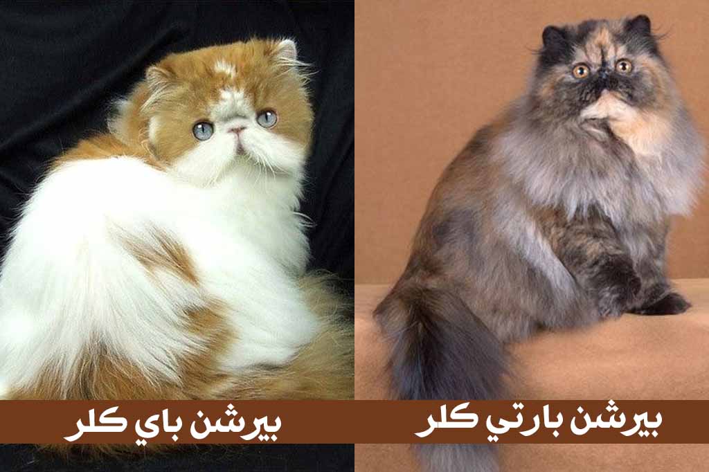 كل شئ عن القطط الشيرازى قطط بيرشن دليل العيادات البيطرية دكتور بيطري بين يديك