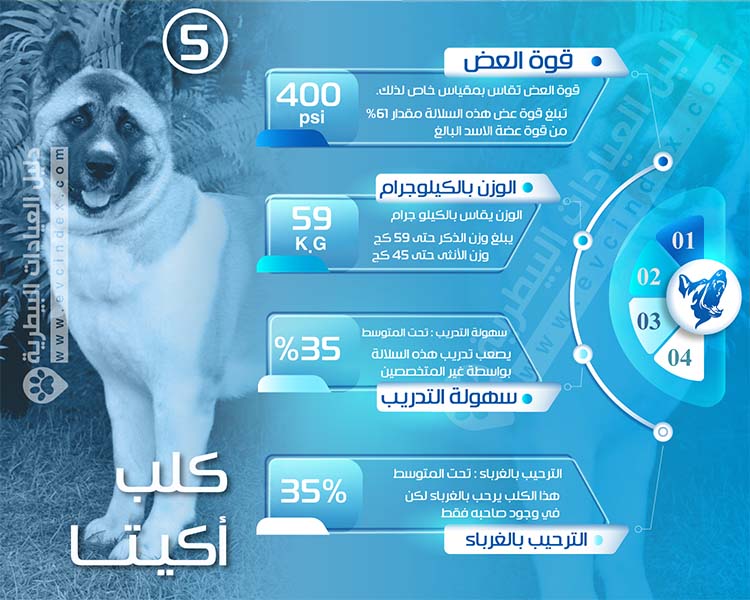 افضل 7 انواع كلاب الحراسة بالصور والفيديو شراسة قاتلة دليل العيادات البيطرية دكتور بيطري بين يديك