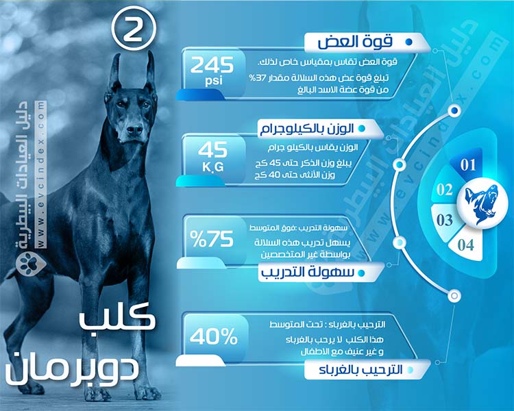افضل 7 انواع كلاب الحراسة بالصور والفيديو شراسة قاتلة دليل العيادات البيطرية دكتور بيطري بين يديك