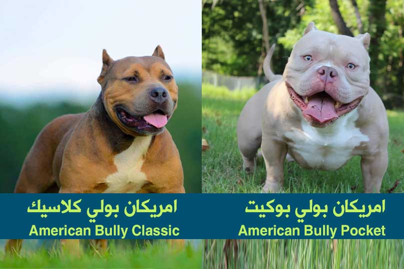 مقارنة بين كلب امريكان بولي بوكيت و امريكان بولي كلاسيك