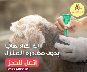 علاج القراد عند الكلاب الصغيرة والكبيرة بالتفصيل علاج نهائي للقراد دليل العيادات البيطرية دكتور بيطري بين يديك