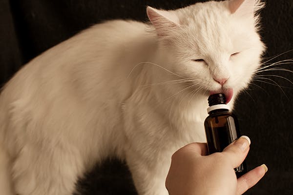 الادوية البشرية مثل الباراسيتامول قد يسبب التسمم عند القطط