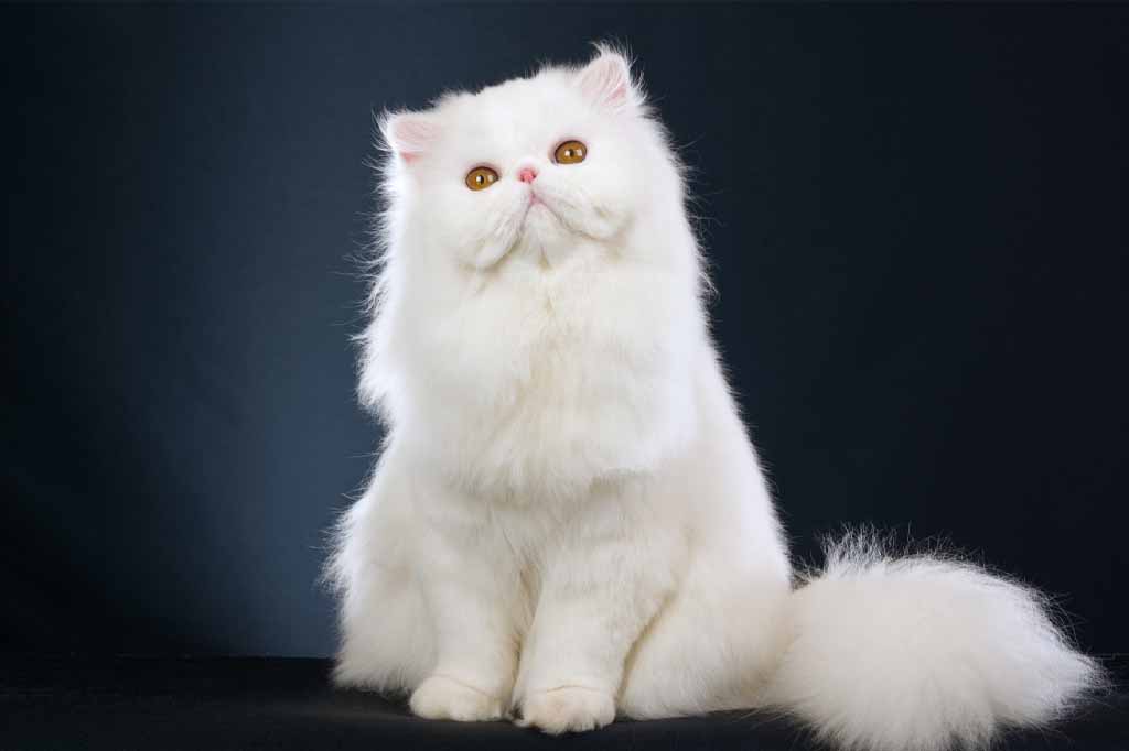القط الفارسي او الشيرازي
