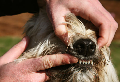 تأكد من جاهزية الكلب عن طريق اختبار الاسنان باصابعك