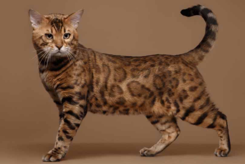 تتميز القطط البنغالية بفراء منقوش مثل فراء النمر
