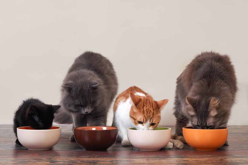 تختلف كمية الطعام حسب وزن القطط