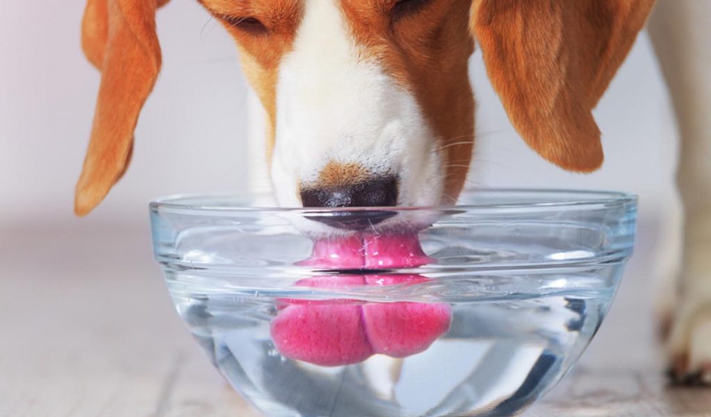 شرب الماء بكثرة من علامات مرض السكر عند الكلاب