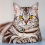 صورة مميزة للقط الامريكي ذو الشعر القصير american Shorthair