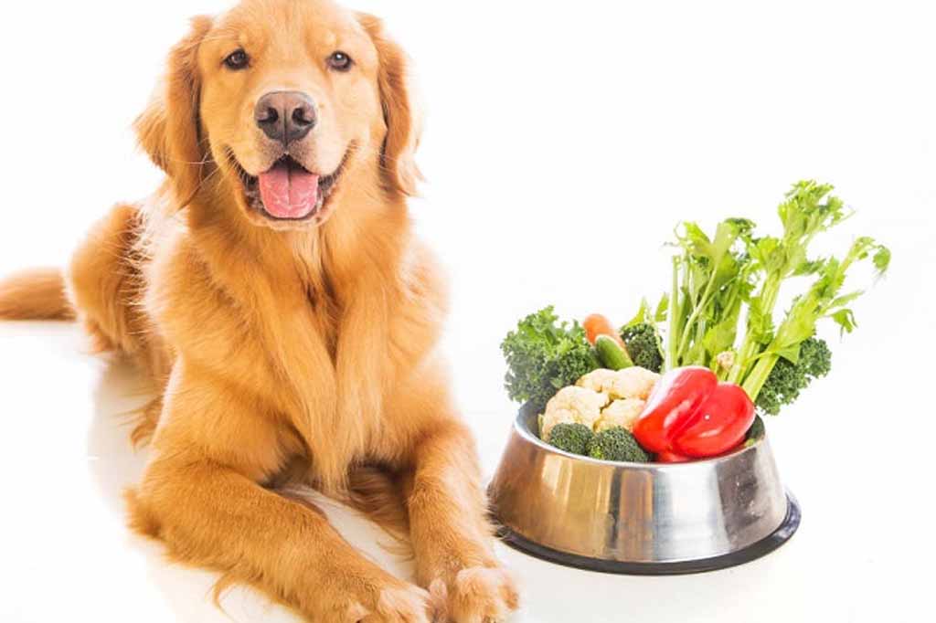 طرق تغذية الكلب المصاب بمرض السكر