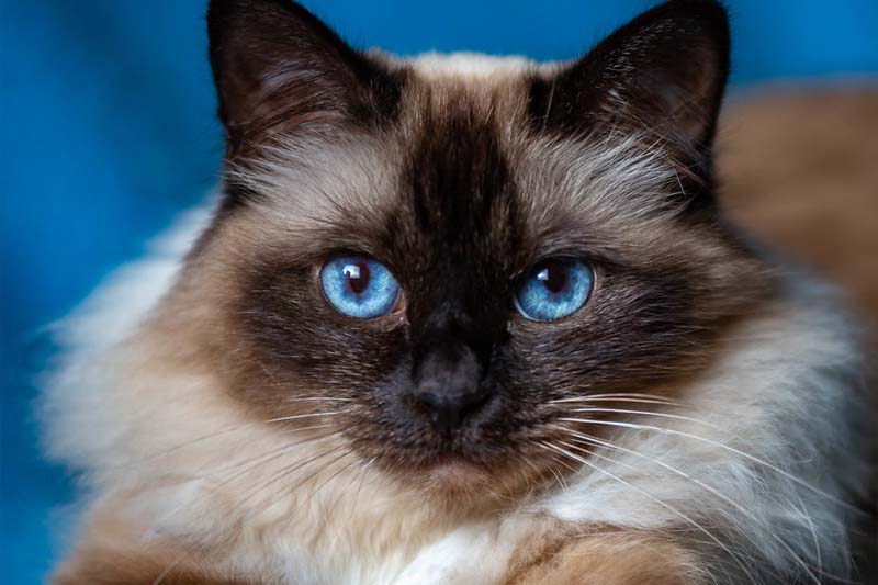 قط بيرمان من أجمل سلالات القطط ذات العيون الزرقاء