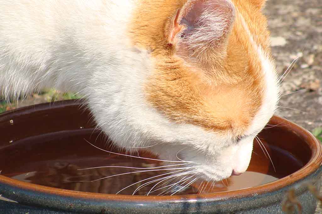 ما سبب شرب الماء بكثرة عند القطط