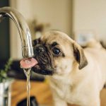 هل مياه الصنبور آمنه للحيوانات الأليفة