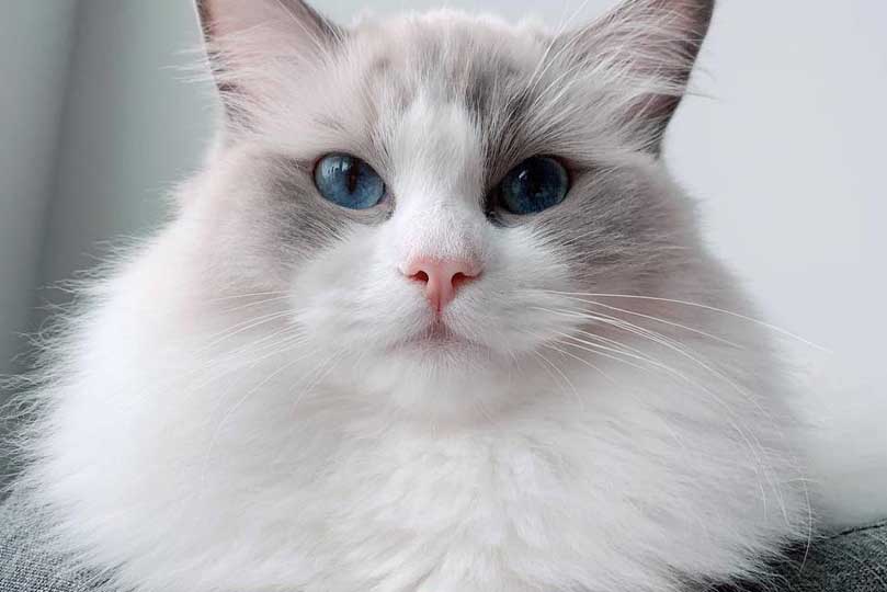 يتمتع قط راغدول بأعين زرقاء جميله