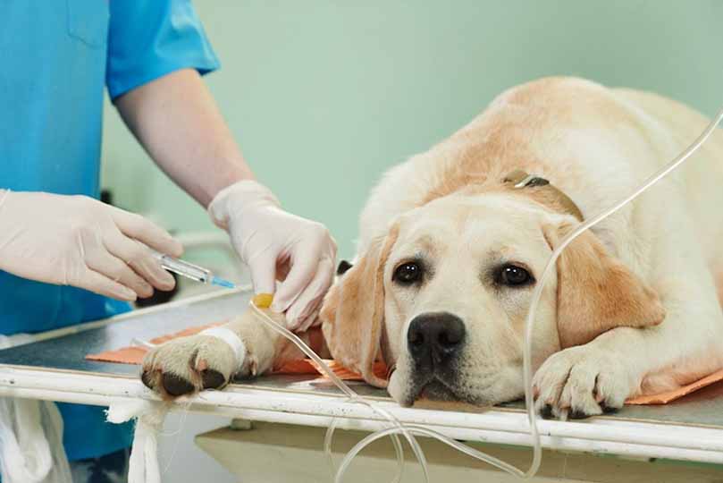 يقوم الطبيب-البيطري باعطاء المحاليل الوريدية بشكل يومي ومنع الكلب عن الاكل تماما حتى الشفاء