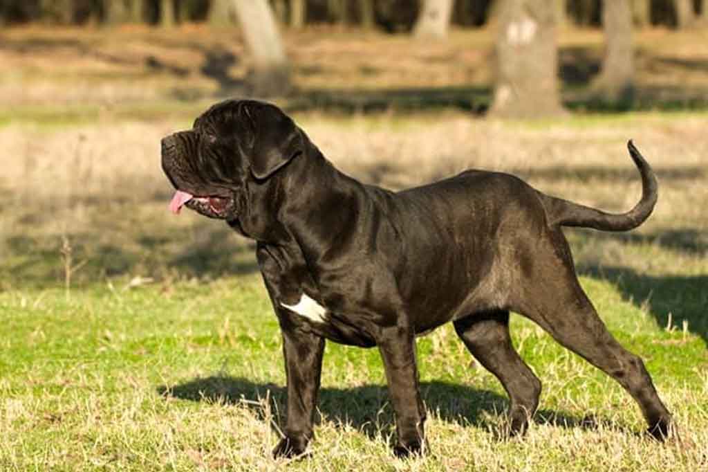 معلومات عن كلاب بول ماستيف دليل العيادات البيطرية دكتور بيطري بين يديك