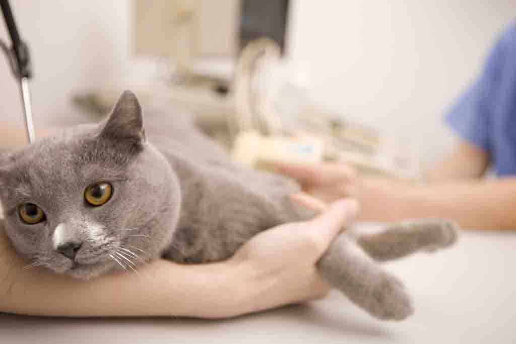 اعراض صديد الرحم عند القطط وطرق علاجه