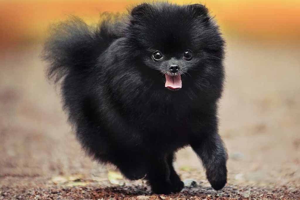 اللون الأسود من الألوان الشهيرة في كلاب بومرينيان
