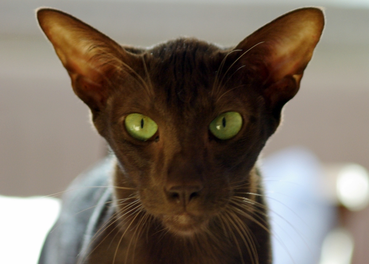 تتميز قطط هافانا بشكل رأس مميز و محبب كما يمتلك اذنين مميزيتين