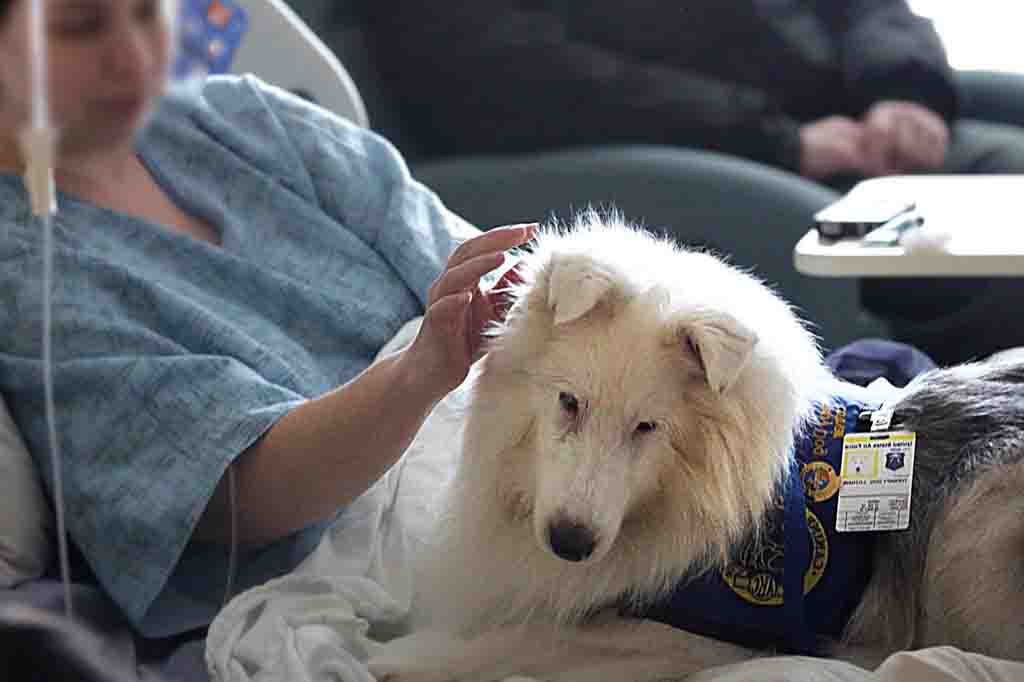 تم استخدام بعض الكلاب للكشف على السرطان في دراسة حديثة