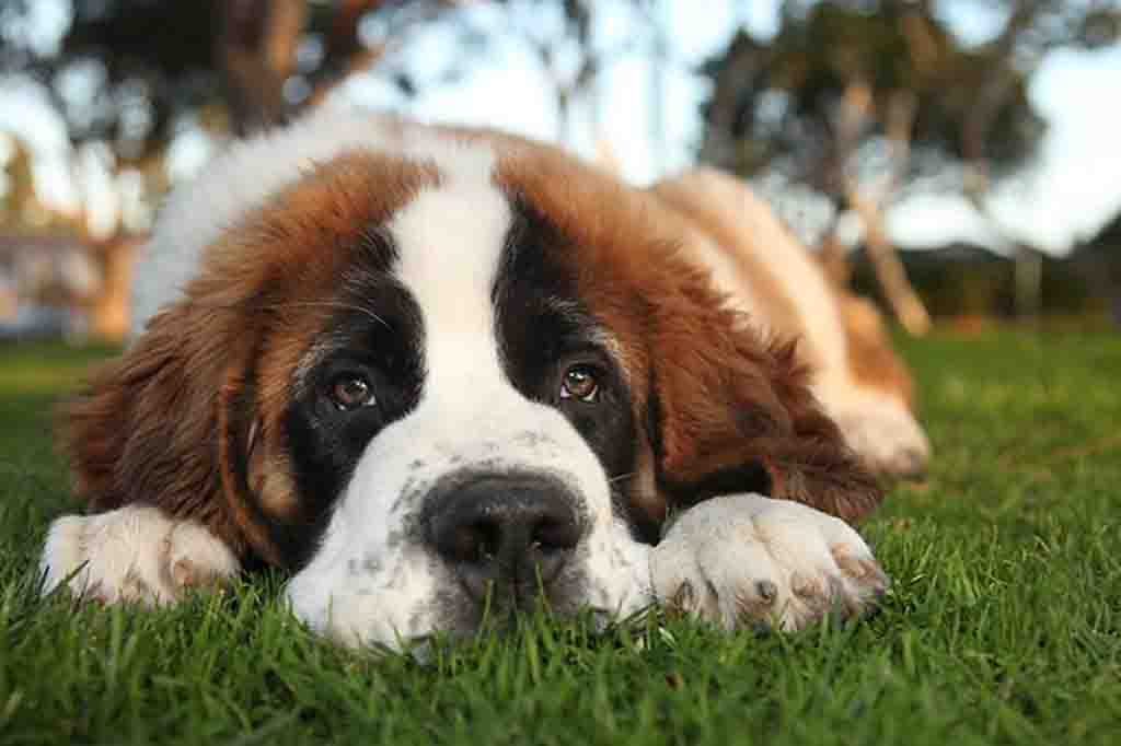 فقدان الشهية و افراز السوائل المهبليه احد اشهر اعراض صديد الرحم عند الكلاب