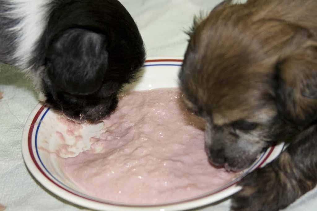 قدم للجراء طعام سهل الهضم في طبق مسطح لتساعد الام على فطام الكلاب
