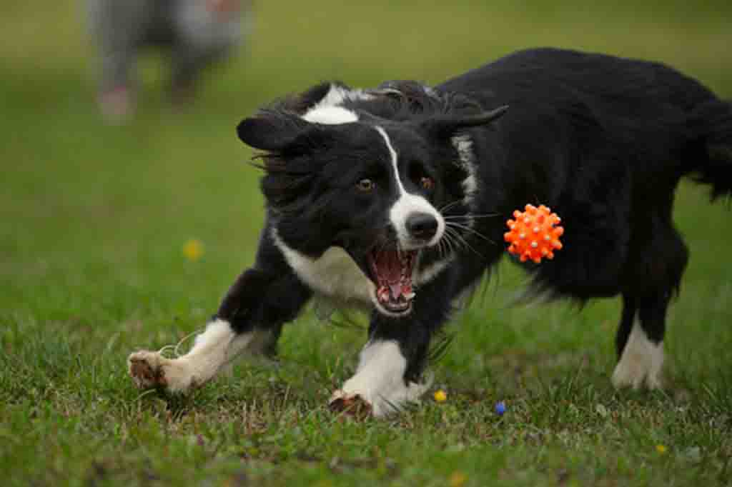 كلب البوردر كولي نشيط جدا لذلك احرص على اللعب معه وتدريبه بشكل يومي