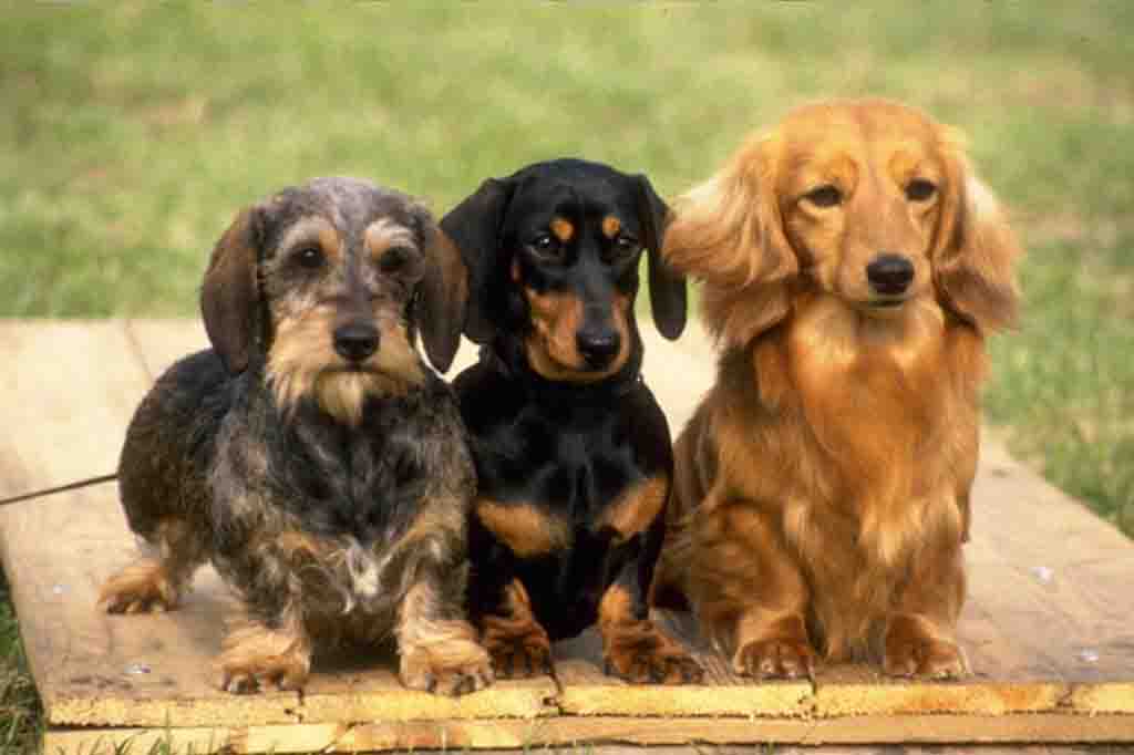 كلب داشهند ينقسم لثلاث انواع طبقا لشكل وطول الشعر
