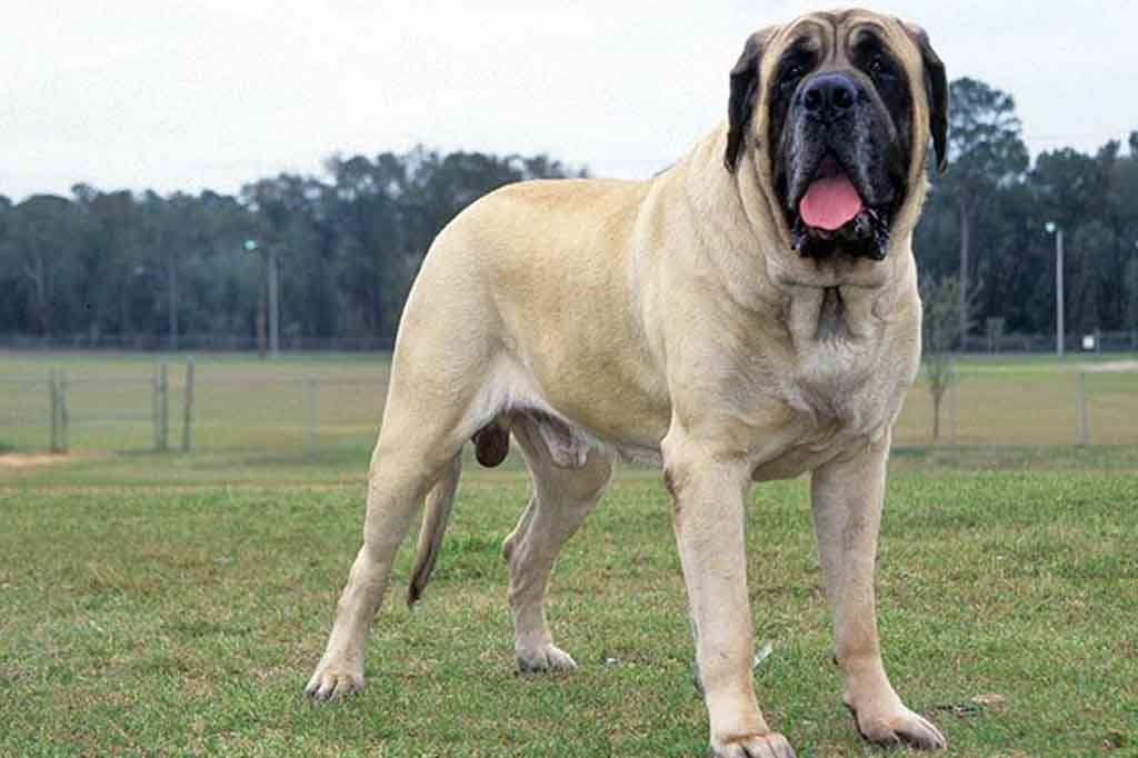 كلب ضخم جدا يصل وزن كلاب ماستيف اكثر من 70 كيلو جرام