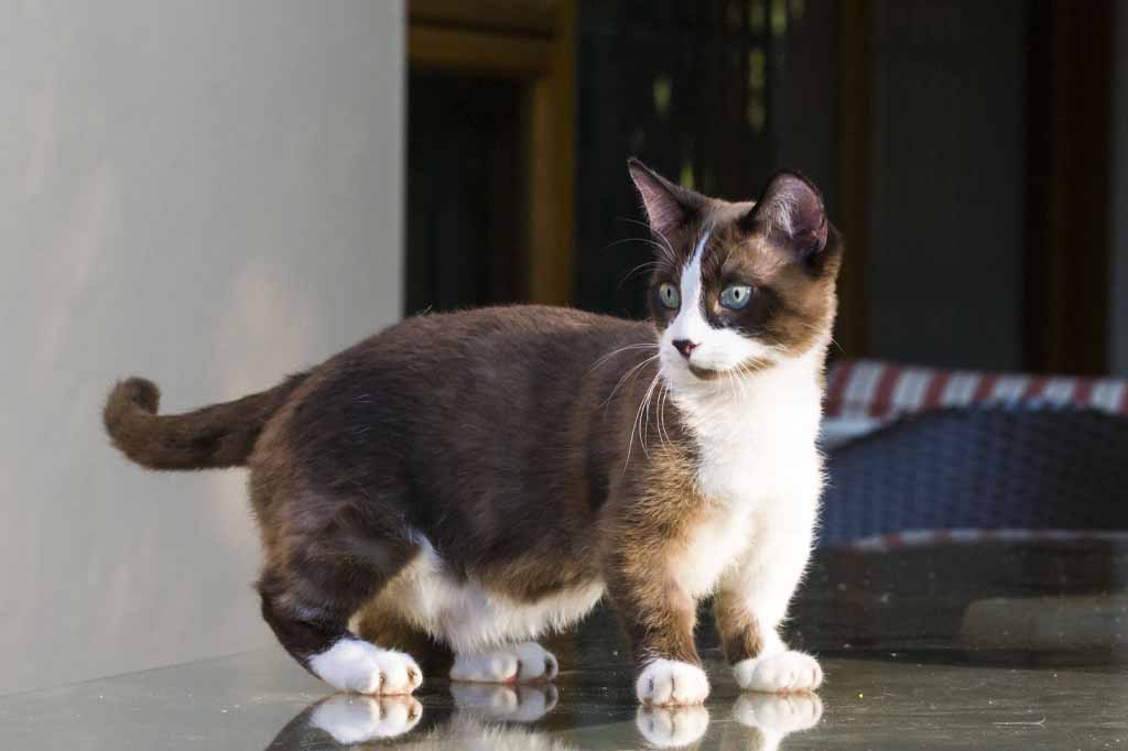 يتمتع قطط مونتشكين بسرعات كبيرة بسبب حجمها الصغير اقترابها الشديد من الارض
