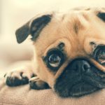 التهاب عضلات الفك عند الكلاب