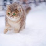 تكيف القطط مع الجو البارد