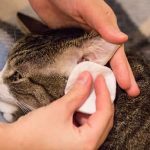 استئصال قناة الاذن عند القطط
