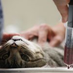 نقل الدم في القطط
