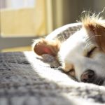علاج اضطرابات العمود الفقرى عند الكلاب