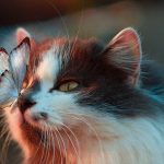 عملية استئصال العين عند القطط