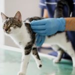 سرطان الغدد الليمفاوية عند القطط