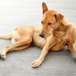 التهابات المهبل عند الكلاب