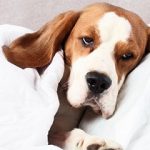 العيوب والتشوهات المهبلية عند الكلاب