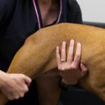التهاب القرص الفقرى عند الكلاب