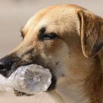 حساسية البلاسيتك عند الكلاب