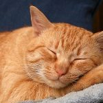 التهابات المهبل عند القطط