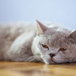 امراض جلد الانف عند القطط