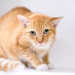 نقص تجلط الدم الوراقى عند القطط