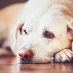 مشاكل دقات القلب عند الكلاب