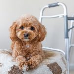 التهاب الكلى عند الكلاب