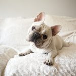 التهابات الاذن عند الكلاب