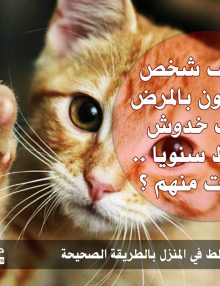 معالجة خدوش القطط في المنزل